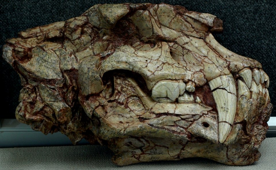 HomotheriumCrenatidens-PaleozoologicalMuseumOfChina-May23-08