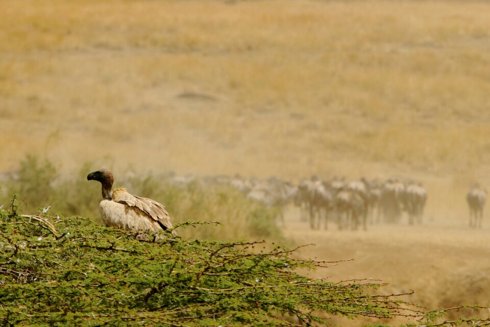 Wildebeest animals nature