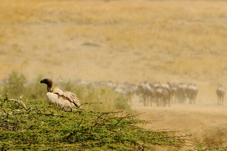 Wildebeest animals nature photo