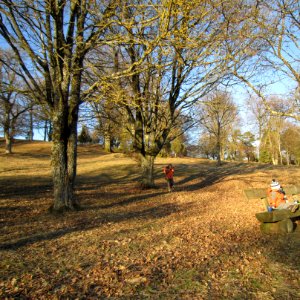 Hutewald auf der Frankenhöhe