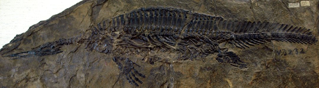 HupehsuchusNanchangensis-PaleozoologicalMuseumOfChina-May23-08