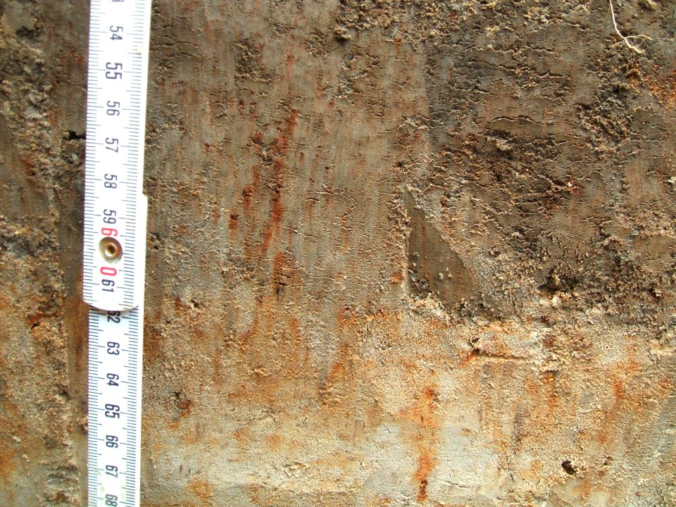 Hydromorphe Merkmale