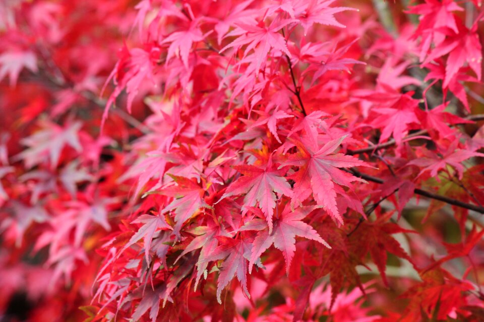Season red leaf