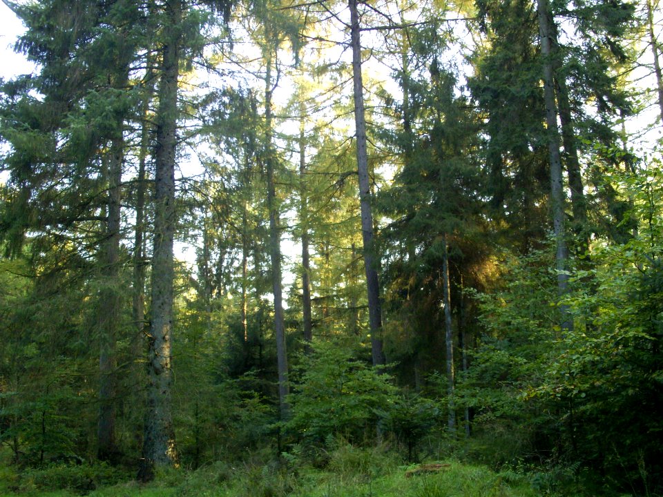 ImpressionHandewitt2