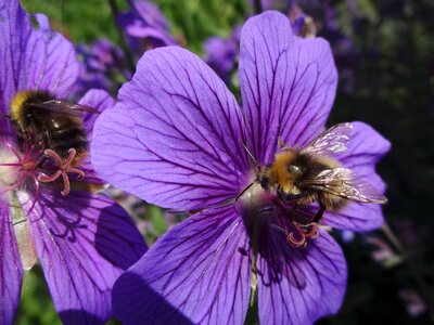 Insect geranium purple flowers photo