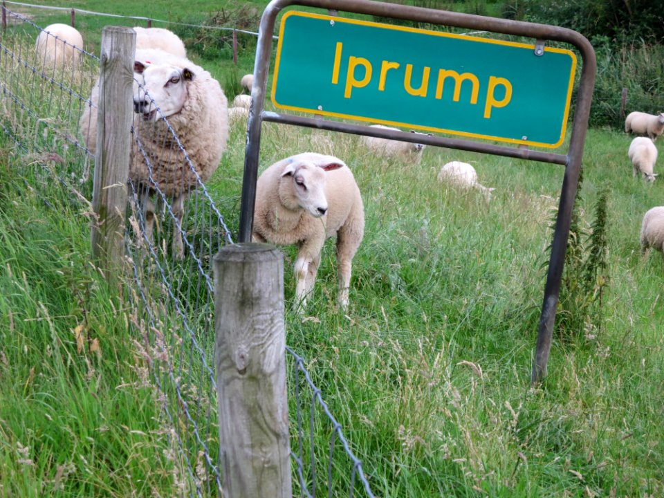 Iprump am Huntedeich