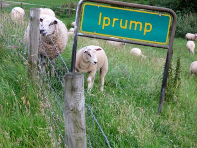 Iprump am Huntedeich