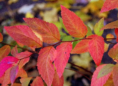 Autumn seasons of the year nature