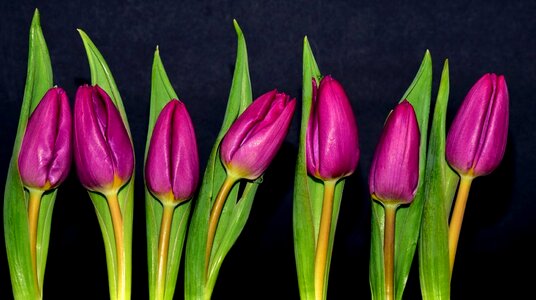 Plant bouquet composition