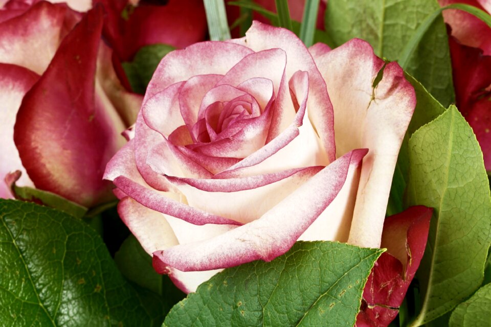 Blossom bloom rose bloom
