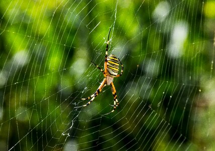 Nature predator spiders photo