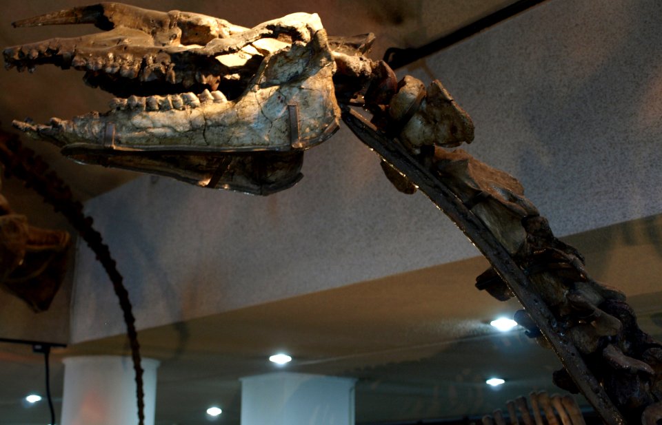 JuxiaSharamurenense-PaleozoologicalMuseumOfChina-May23-08