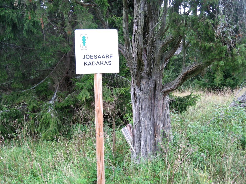 Kadakas joesaares