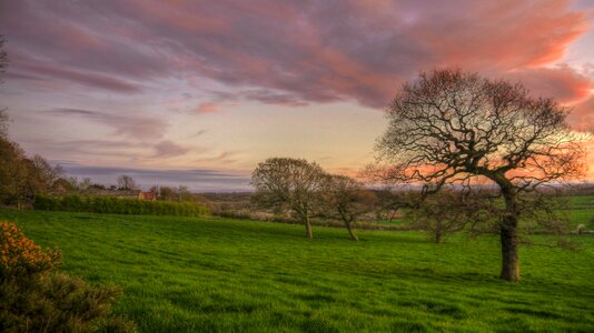 Grass sunset nature