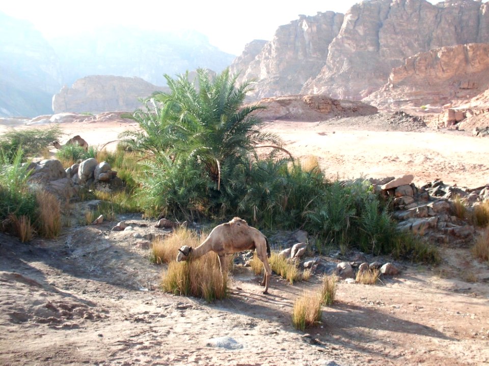 Kamele in kleiner Oase Sinai