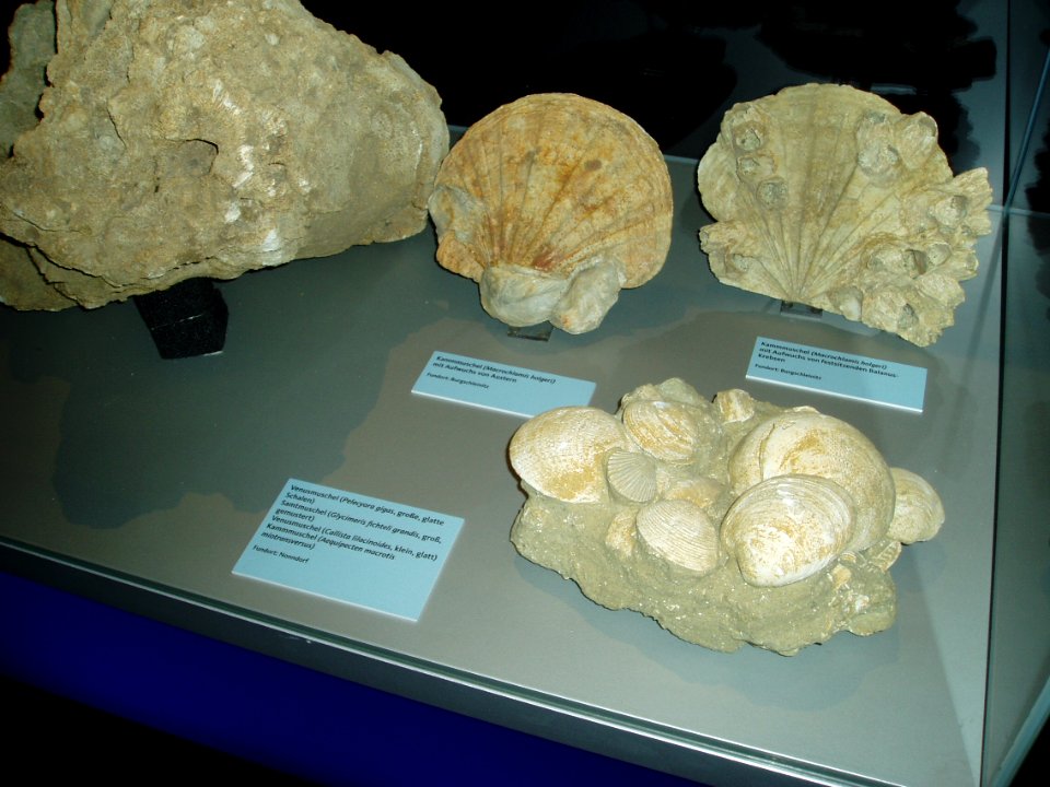 Kammmuscheln mit Austern und Krebsen