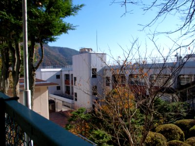 Kanrei-Shirayuri