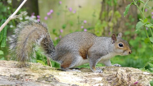 Wildlife rodent animal photo