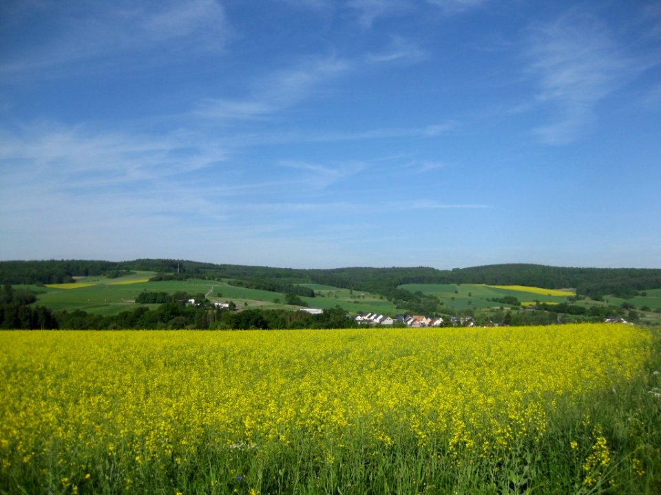 Kemeler Rücken mit Gesteinteheck und Grauer Kopf