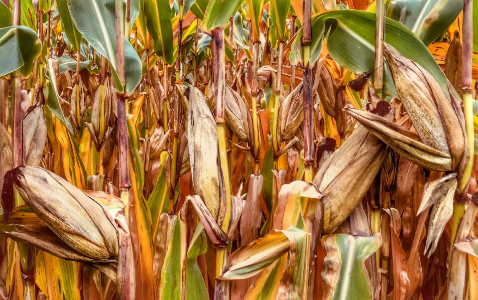 Food agriculture harvest