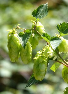 Hops wild flower of the hops beer