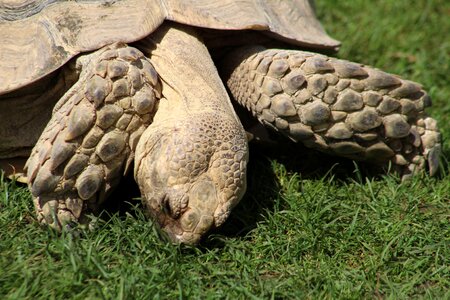 Reptile animal pet
