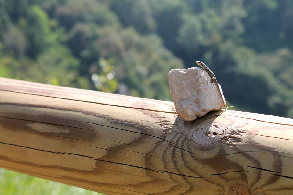 Lizard sun italy