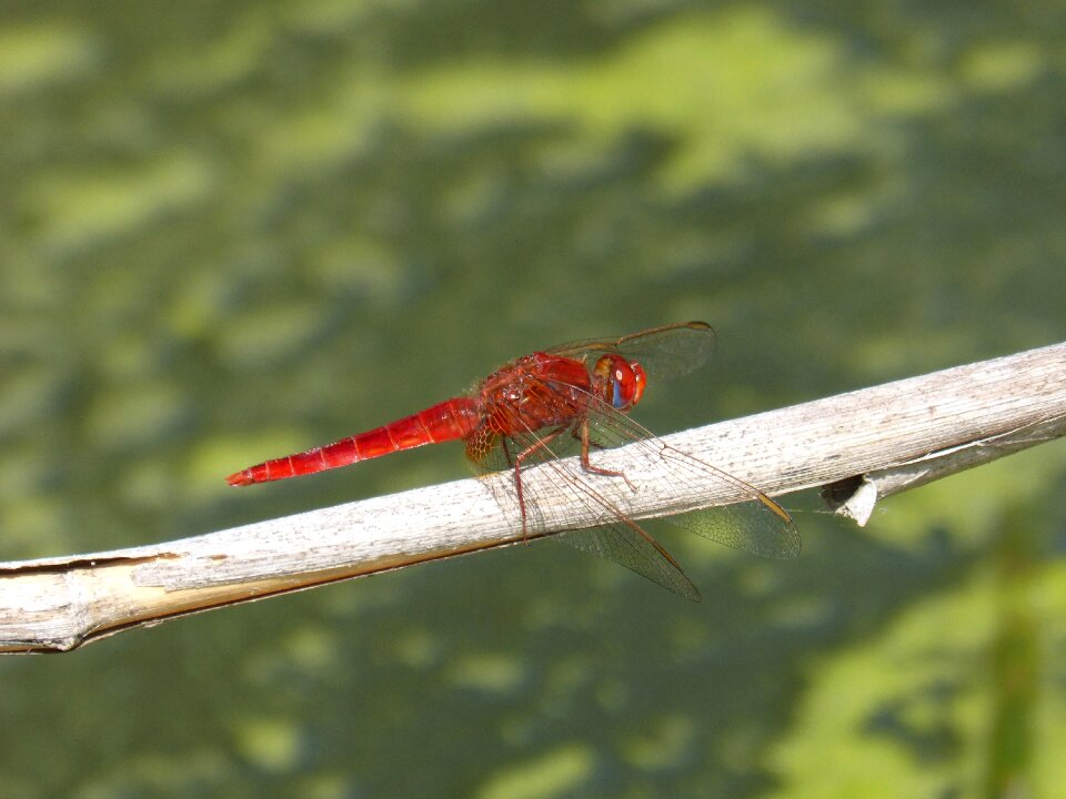 Pond algae sympetrum fonscolombii