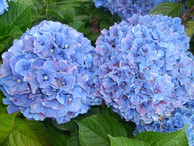 Hydrangeas flowers blue photo