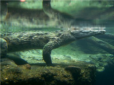 Krokodil Basler Zoo