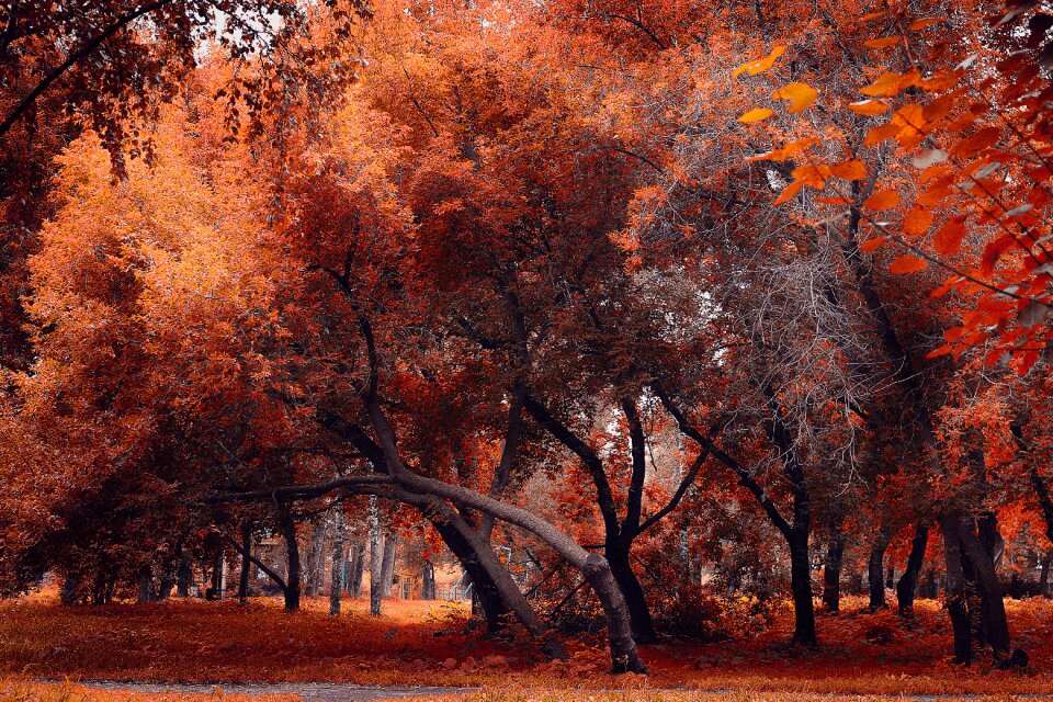 Season nature sheet
