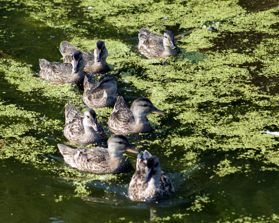 Ducks duck family nature