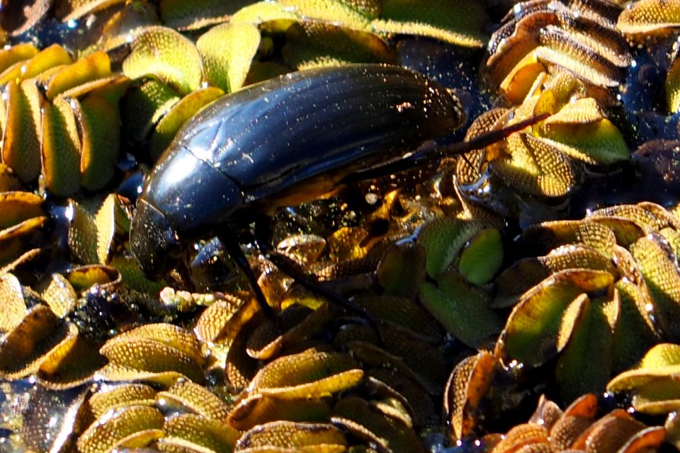 Käfer im Unteren Odertal