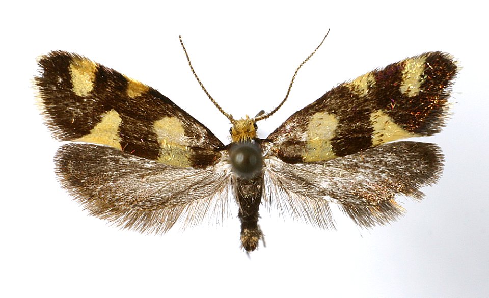 Lampronia rupella