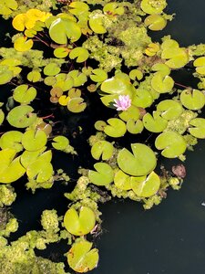 Lotus aquatic flora photo