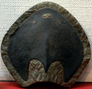LaxaspisQujingensis-PaleozoologicalMuseumOfChina-May23-08