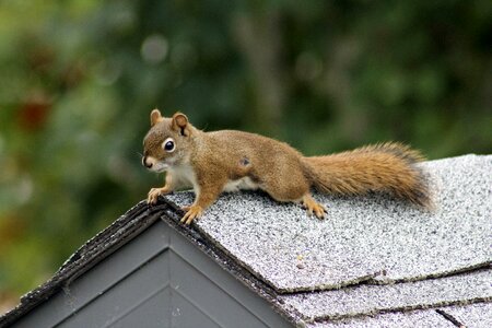 Squirrel nature small