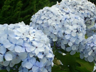 Hydrangeas blue flower photo