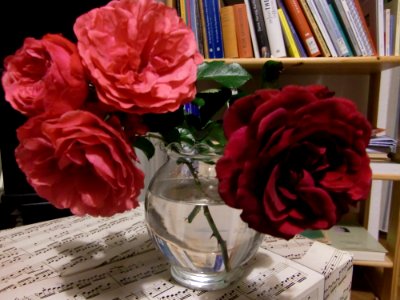 Letzte NovemberrosenCIMG3253