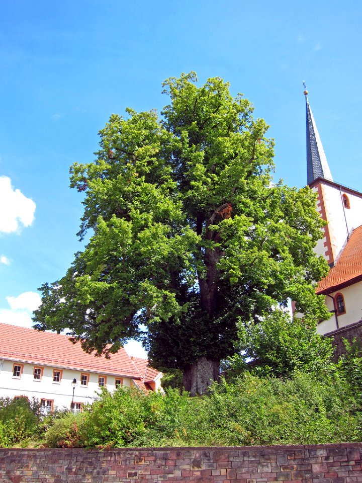 Linde Sondernau, 2