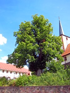 Linde Sondernau, 2