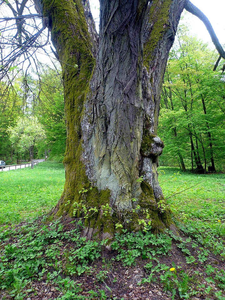 Linde Fuldaer Tor, 1