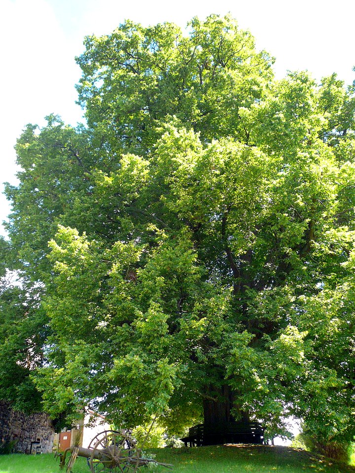 Linde Fürsteneck, 2
