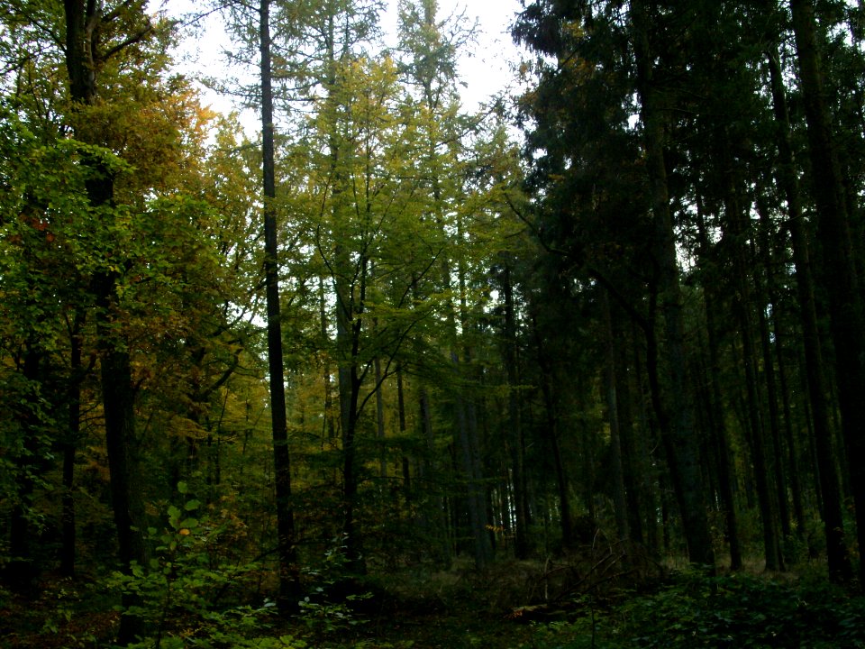 Lindewitterwald