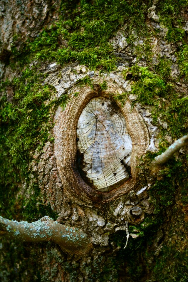 Log wood weathered