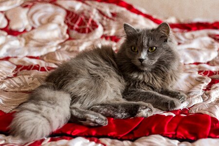 Fur home little