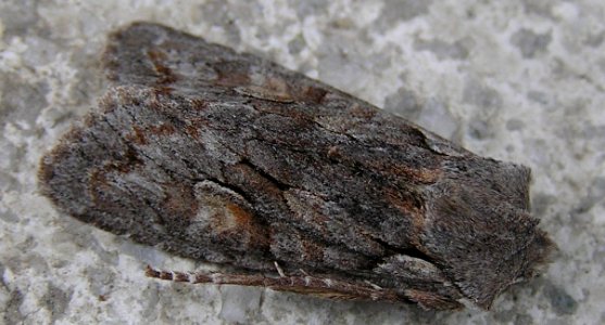 Lithophane furcifera