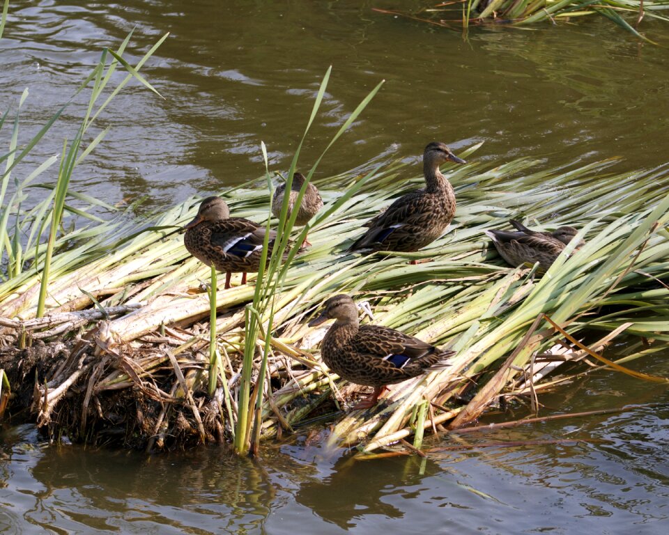 Reeds lake wetland