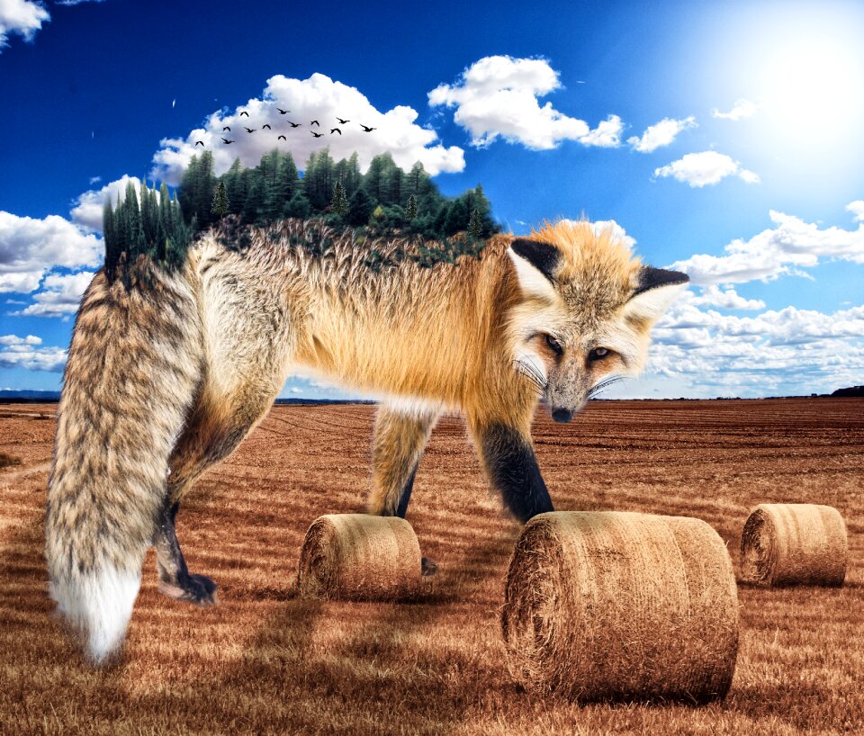 Wild animal fur leather