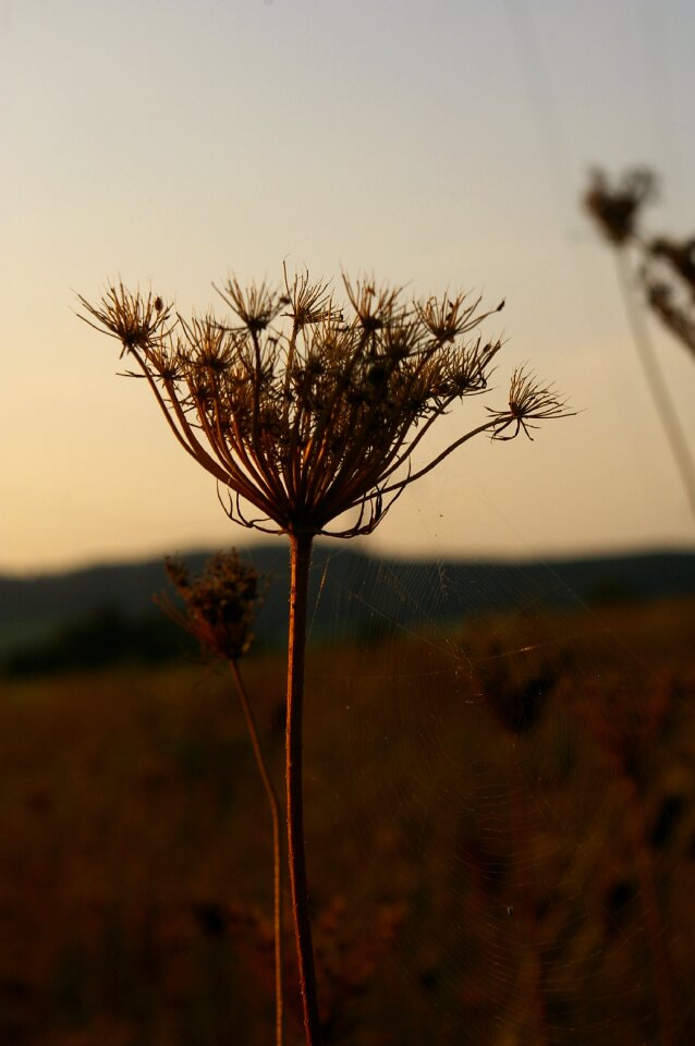 Abendstimmung nature lighting